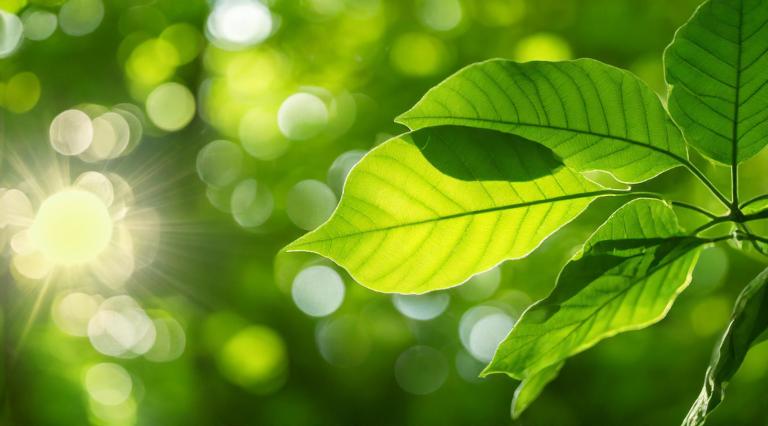 Green leaf on a green background with sunlight